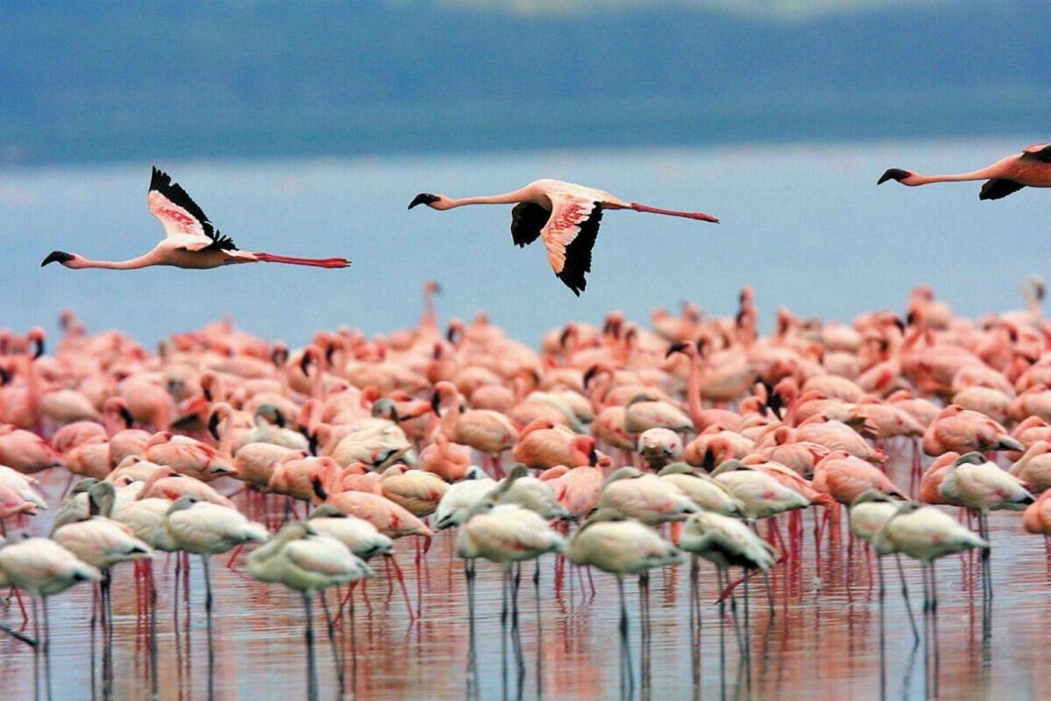 Santa Marta - Park Narodowy Los Flamingos