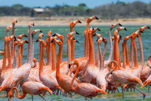 Santa Marta - Park Narodowy Los Flamingos