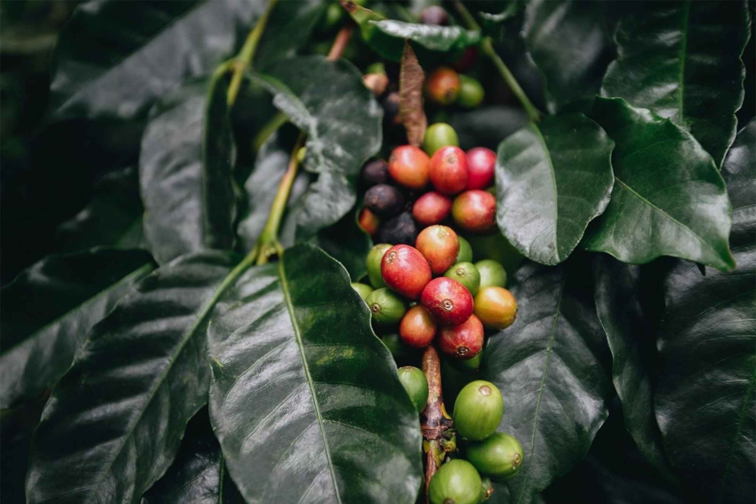 サンタマルタミンカコーヒー、ココア、滝1日ツアー