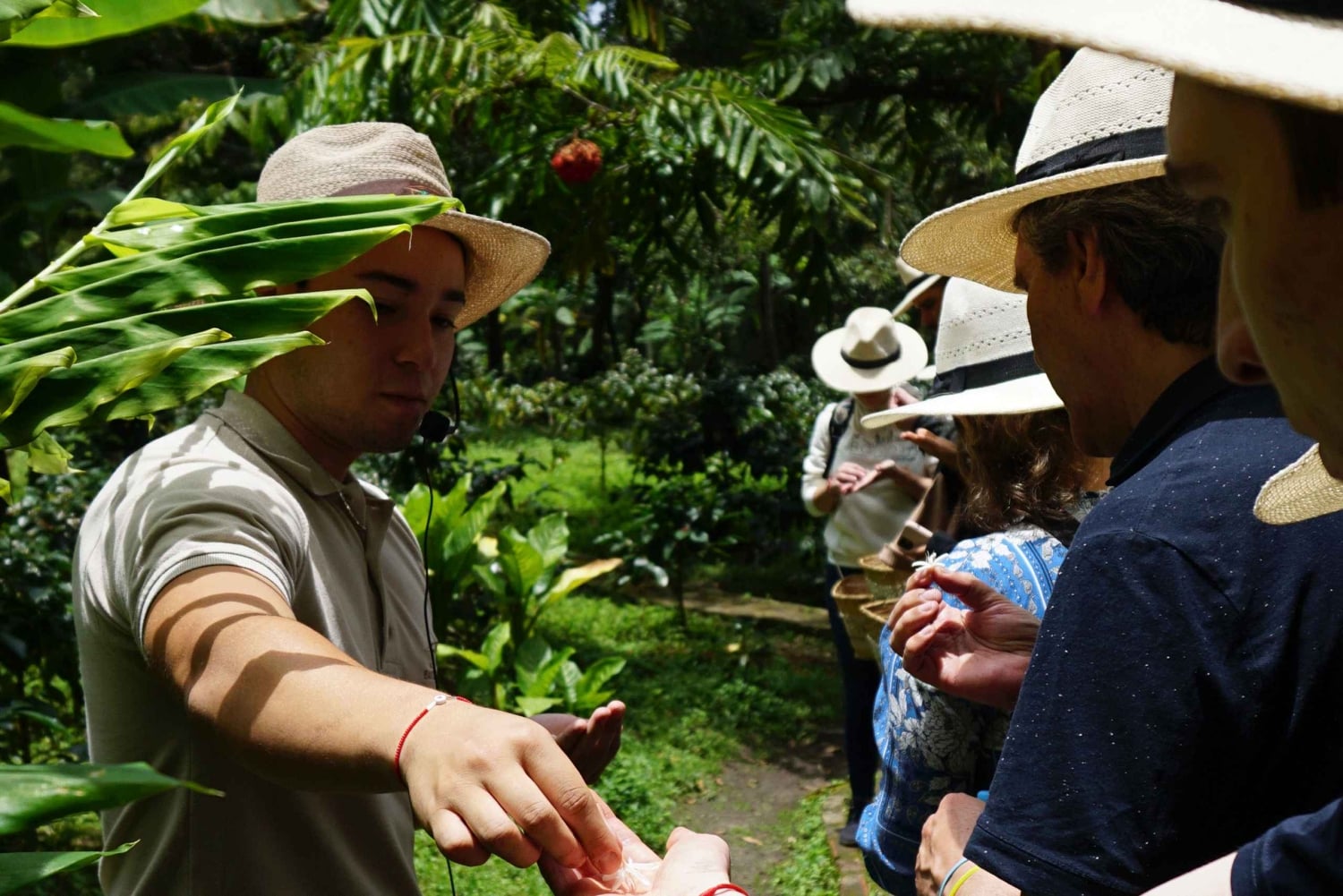 サンタマルタミンカコーヒー、ココア、滝1日ツアー
