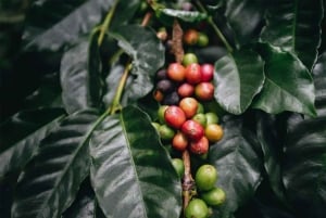 サンタマルタミンカコーヒー、ココア、滝1日ツアー