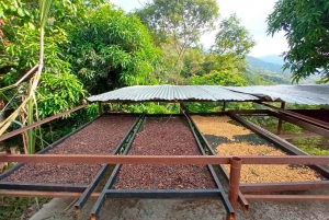 Coffee and Cocoa Tour in Minca!