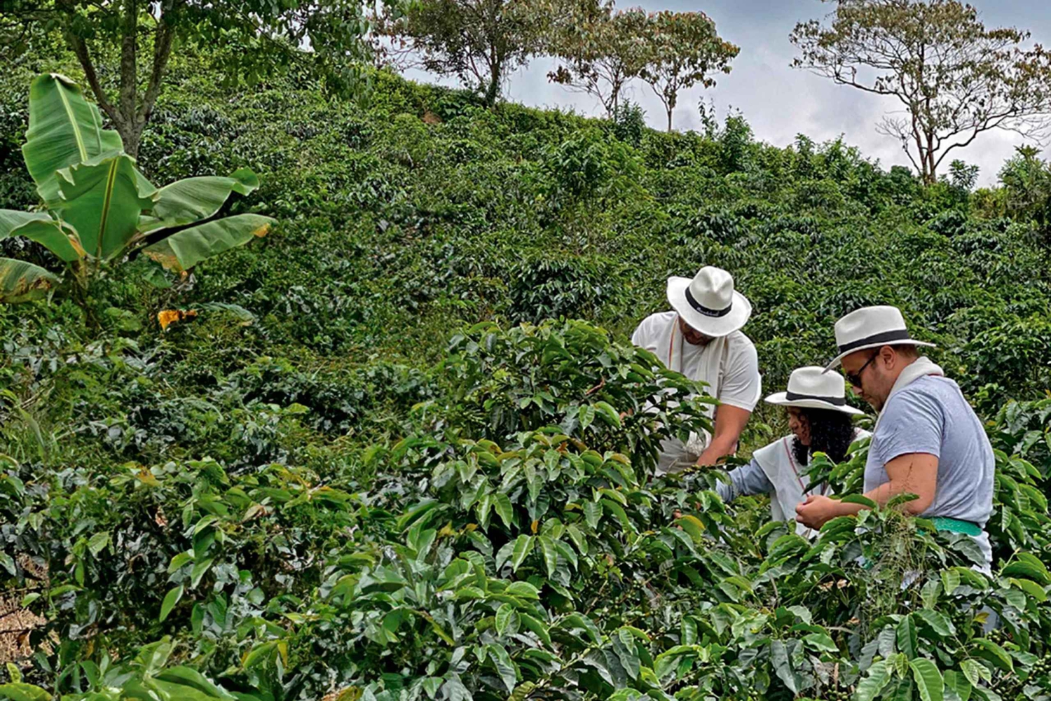 Santa Rosa de Cabal : visite guidée de la plantation de café