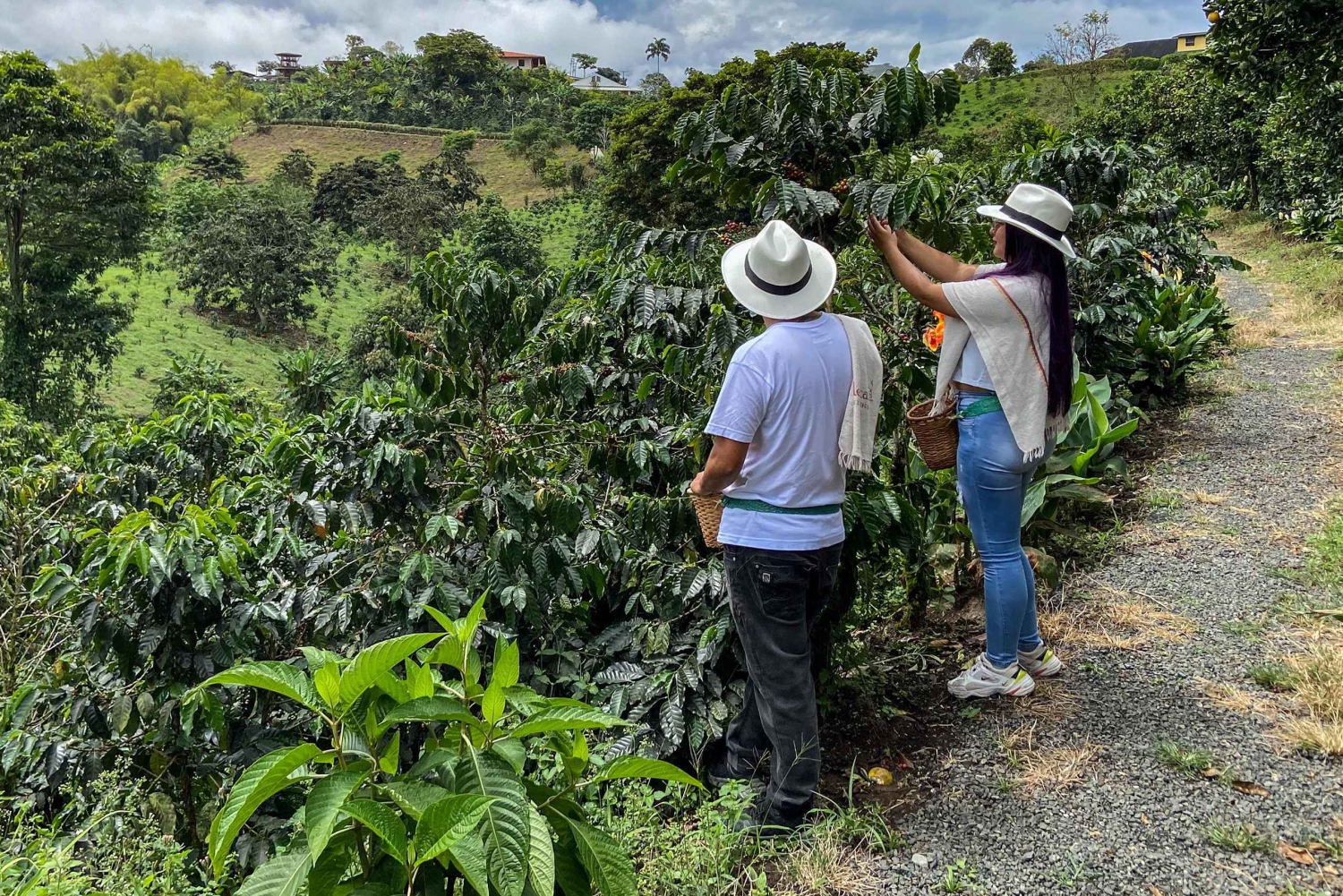 Santa Rosa de Cabal : visite guidée de la plantation de café