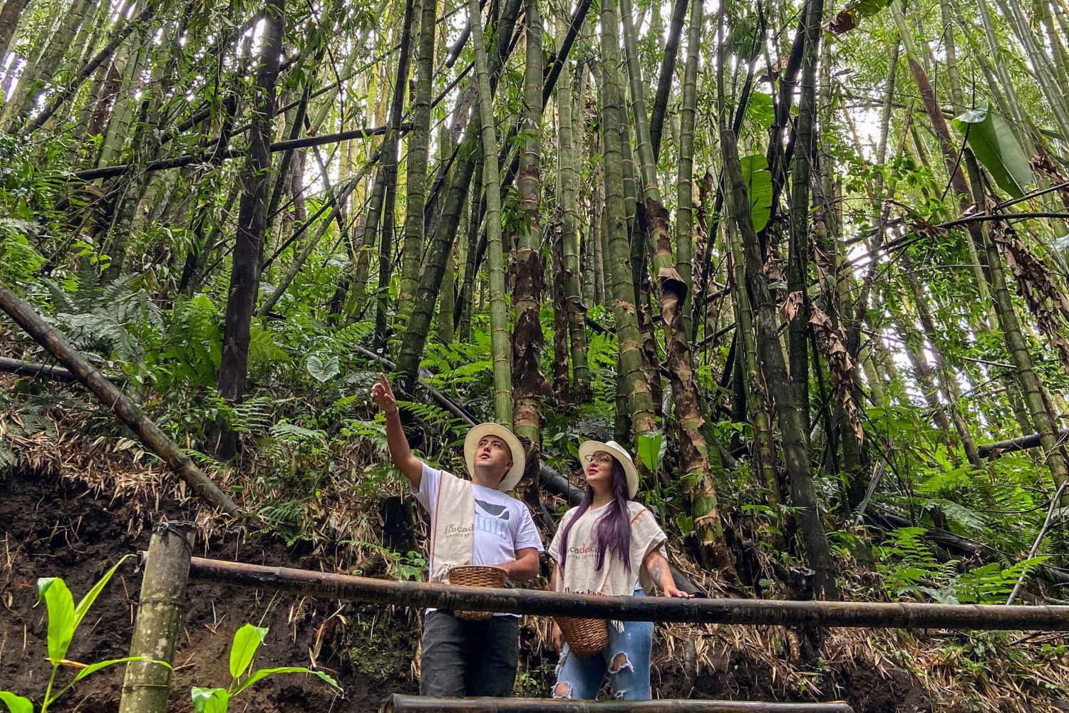 Santa Rosa de Cabal : visite guidée de la plantation de café