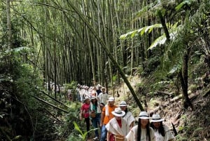 Santa Rosa de Cabal: Coffee Tour at the Coffee Farm