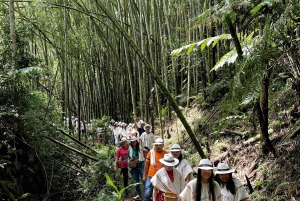 Santa Rosa de Cabal : visite guidée de la plantation de café