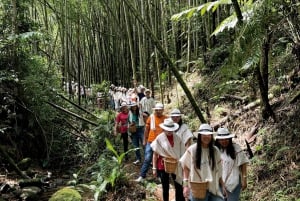 Santa Rosa de Cabal: Coffee Tour at the Coffee Farm