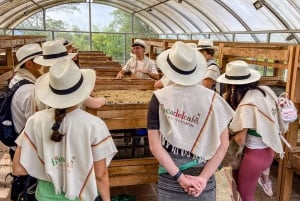 Santa Rosa de Cabal: Coffee Tour at the Coffee Farm