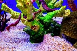 SANTAMARTA: TOUR Combo boat taxi, aquarium, lunch, and white sand beach