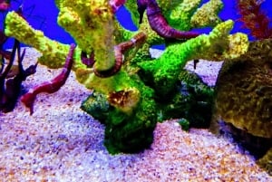 SANTAMARTA: WYCIECZKA Kombinacja taksówki wodnej, akwarium, lunch i biała plaża