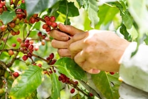 Santander: Coffee Experience Route