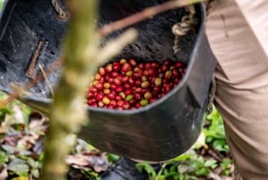 Santander: Coffee Experience Route