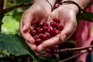 Santander: Coffee Experience Route