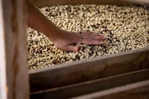 Santander: Coffee Experience Route