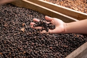 Santander: Coffee Experience Route