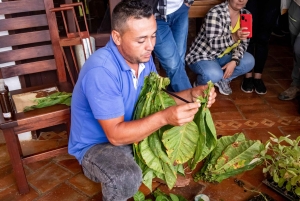 Santander: Tobacco tour with gastronomic experience in a rural zone