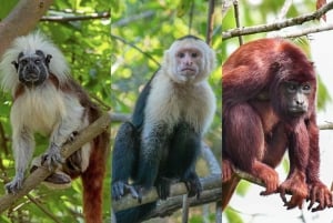Randonnée pittoresque à cheval dans une réserve de montagne tropicale