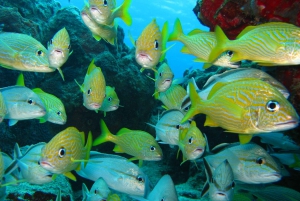 Cartagena: Scuba Diving Day Trip at Playa Blanca with Lunch
