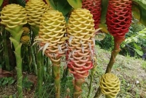 Excursão de um dia à Serra Minca