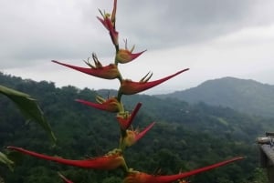 Excursão de um dia à Serra Minca