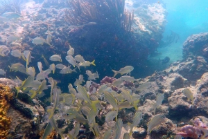 SCHNELLBOOTTOUR ZUM STRAND VON TAYRONA CRISTAL