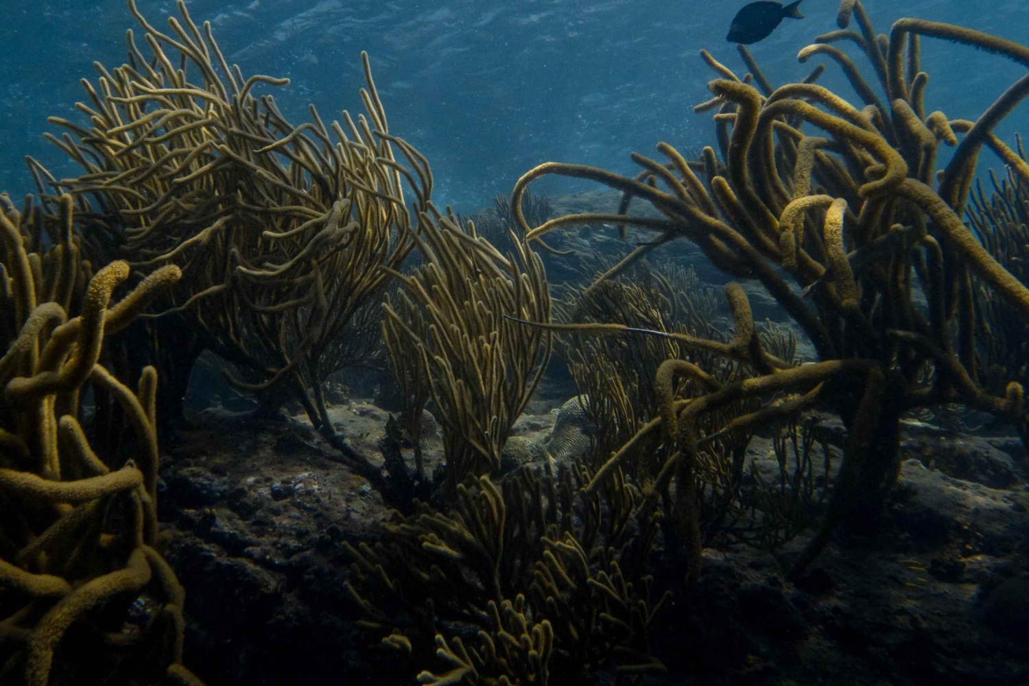 Tayrona: Caribische snorkeltocht per boot