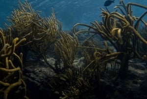 Tayrona: Caribische snorkeltocht per boot
