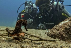 Parque Nacional Tayrona: Buceo Para Principiantes Con Guías Expertos