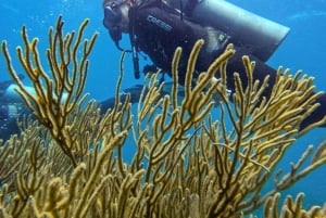 Parque Nacional Tayrona: Buceo Para Principiantes Con Guías Expertos