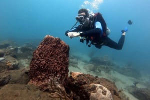 Parque Nacional Tayrona: Buceo Para Principiantes Con Guías Expertos