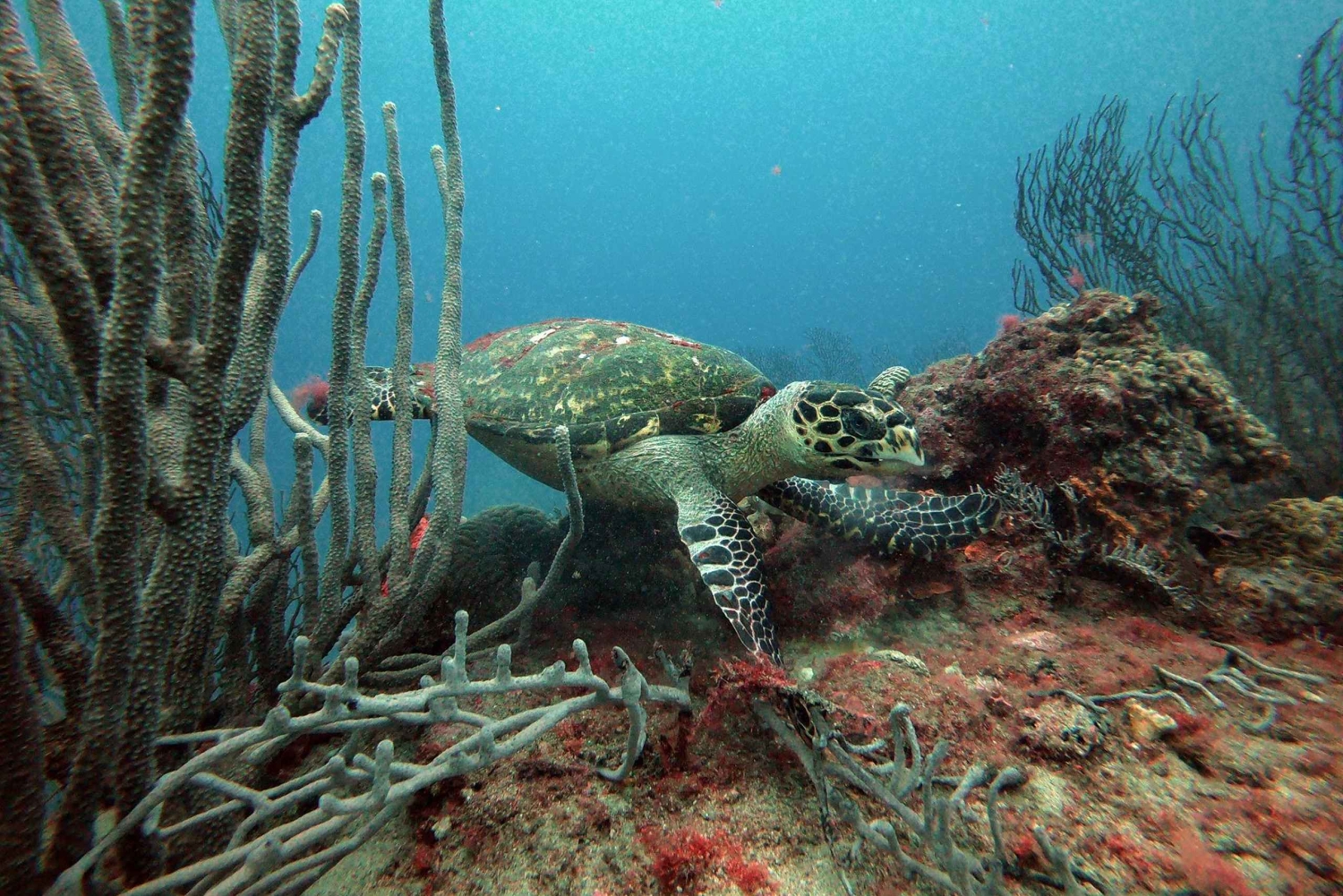Tayronan kansallispuisto: hauskoja sukelluksia Karibian riutoilla
