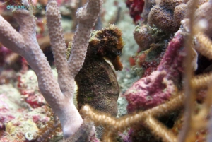 Tayronan kansallispuisto: hauskoja sukelluksia Karibian riutoilla