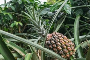 地元の人と一緒にテホゲームを体験しましょう