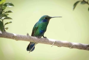 Sendero del Canto – Observação de Aves em Minca