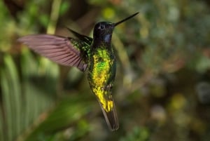 Sendero del Canto – Observação de Aves em Minca