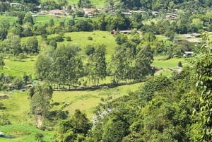 From Salento: Cocora Valley, Coffee Farm Tour, and Salento