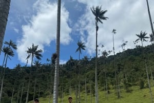From Salento: Cocora Valley, Coffee Farm Tour, and Salento