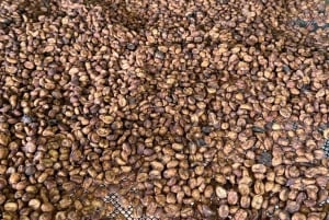 From Salento: Cocora Valley, Coffee Farm Tour, and Salento