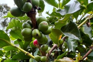 From Salento: Cocora Valley, Coffee Farm Tour, and Salento