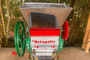 From Salento: Cocora Valley, Coffee Farm Tour, and Salento