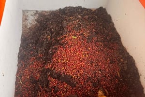 From Salento: Cocora Valley, Coffee Farm Tour, and Salento