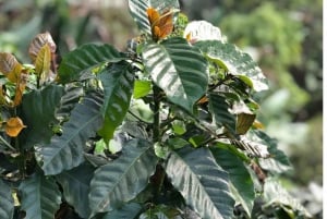 Hiking and Coffee Tour in Minca: Legacy and Production