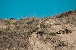 Tour comunitário Biodiversidade Latatacoa Deserto Villavieja
