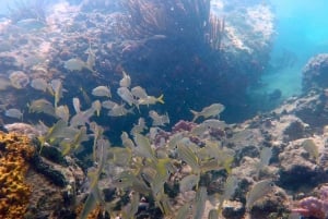SPEEDBOAT TOUR TO TAYRONA CRISTAL BEACH