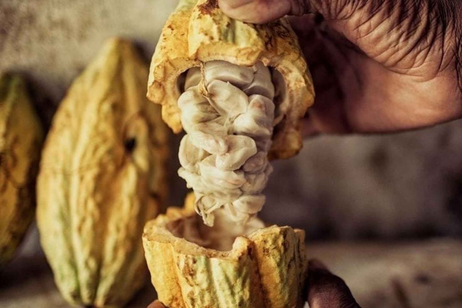 Tag på tur på oprindelige stier, kaffe ☕️, kakao, vandfald – Minca