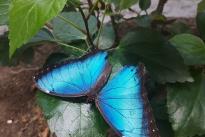Tag på tur på oprindelige stier, kaffe ☕️, kakao, vandfald – Minca