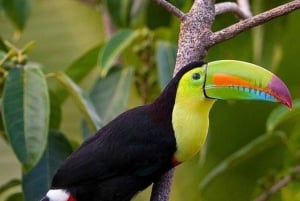 Tag på tur på oprindelige stier, kaffe ☕️, kakao, vandfald – Minca