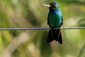 Tag på tur på oprindelige stier, kaffe ☕️, kakao, vandfald – Minca