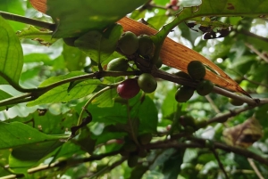 Tag på tur på oprindelige stier, kaffe ☕️, kakao, vandfald – Minca